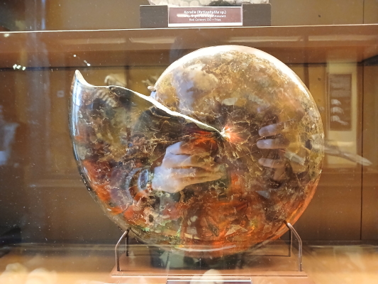 Bécsi Természettudományi Múzeum ammonitesz őskövület