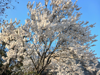 Flowering almond trees on Gellért Hill Budapest Hungary