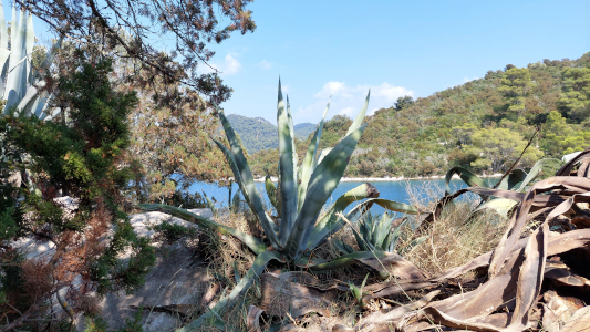 Mljet Nemzeti Park kaktuszok Horvátország
