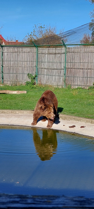 Nagyvárad állatkert medve