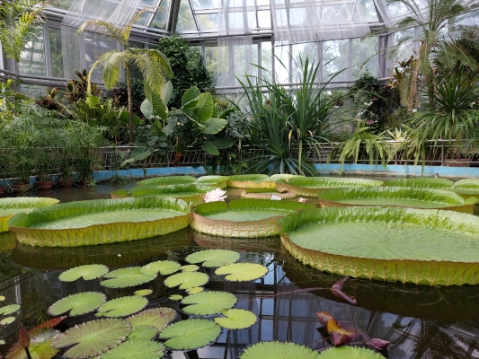 Kolozsvár Botanikus kert pálmaházak hatalmas lótusz