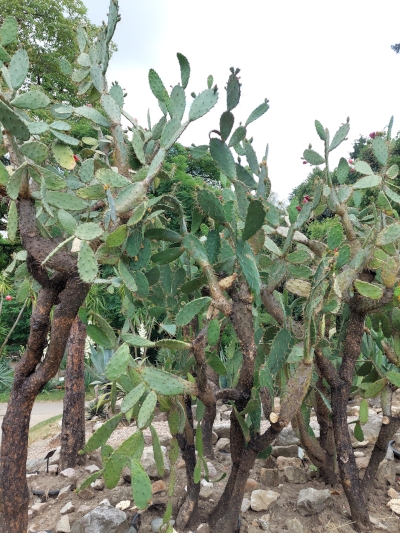 Kolozsvár Botanikus kert kaktuszok