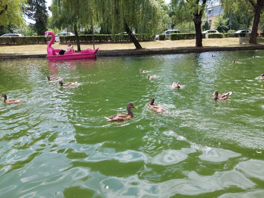 Kolozsvár Szamos-parti csónakázótó